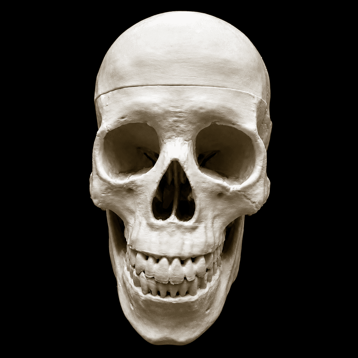 Base of the Skull (with vault)